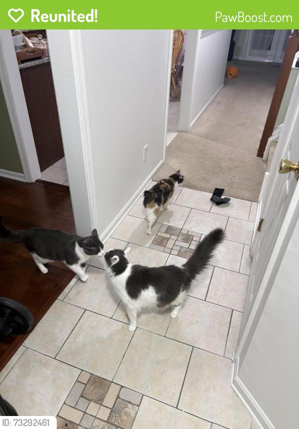 Reunited Female Cat last seen Kings Grant- Virginia Ct, Evesham, NJ 08053