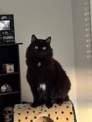 Lost Male Cat last seen Near moss view street, Bowling Green, KY 42101