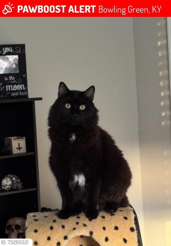 Lost Male Cat last seen Near moss view street, Bowling Green, KY 42101
