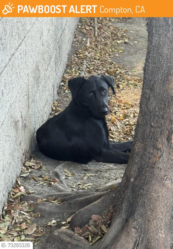 Found/Stray Male Dog last seen Alondra Atlantic, Compton, CA 90221
