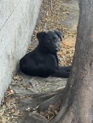Found/Stray Male Dog last seen Alondra Atlantic, Compton, CA 90221