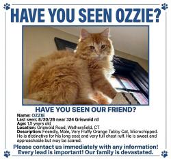 Lost Male Cat last seen Highland street Wethersfield and Griswold Road, Wethersfield, CT 06109