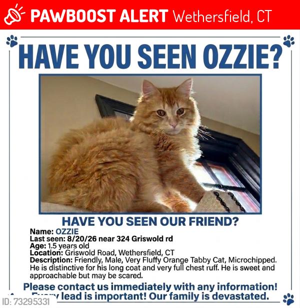 Lost Male Cat last seen Highland street Wethersfield and Griswold Road, Wethersfield, CT 06109