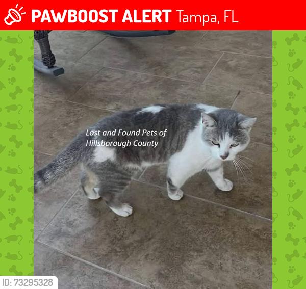 Lost Male Cat last seen Near Hinsdale Dr Tampa FL 33615 United States, Tampa, FL 33615