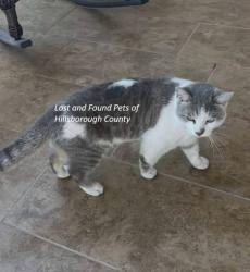 Lost Male Cat last seen Near Hinsdale Dr Tampa FL 33615 United States, Tampa, FL 33615