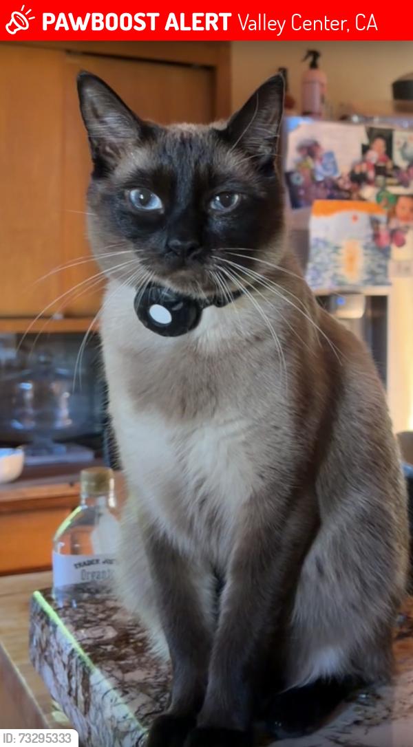Lost Male Cat last seen Valley Center, Valley Center, CA 92082