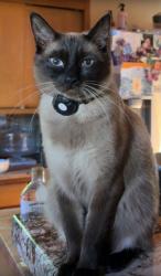 Lost Male Cat last seen Valley Center, Valley Center, CA 92082