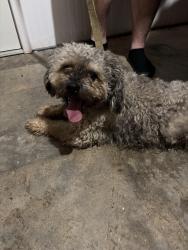 Found/Stray Male Dog last seen River Rd, Advance, NC 27006