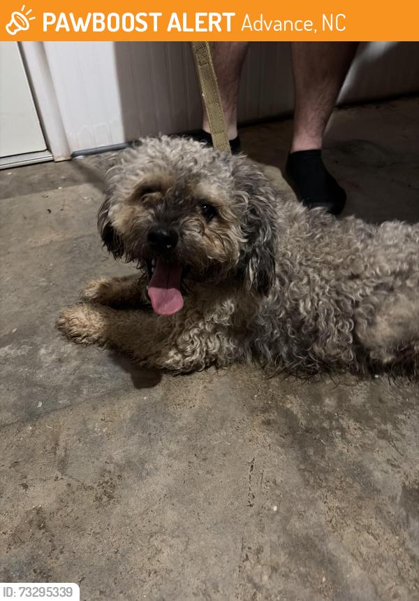 Found/Stray Male Dog last seen River Rd, Advance, NC 27006