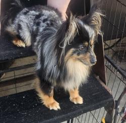 Reunited Male Dog last seen Grand oaks magnolia, Magnolia, TX 77355