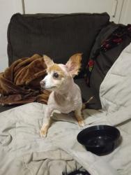 Reunited Male Dog last seen Oakdale Ave, San Francisco, CA 94124, USA, San Francisco, CA 94124