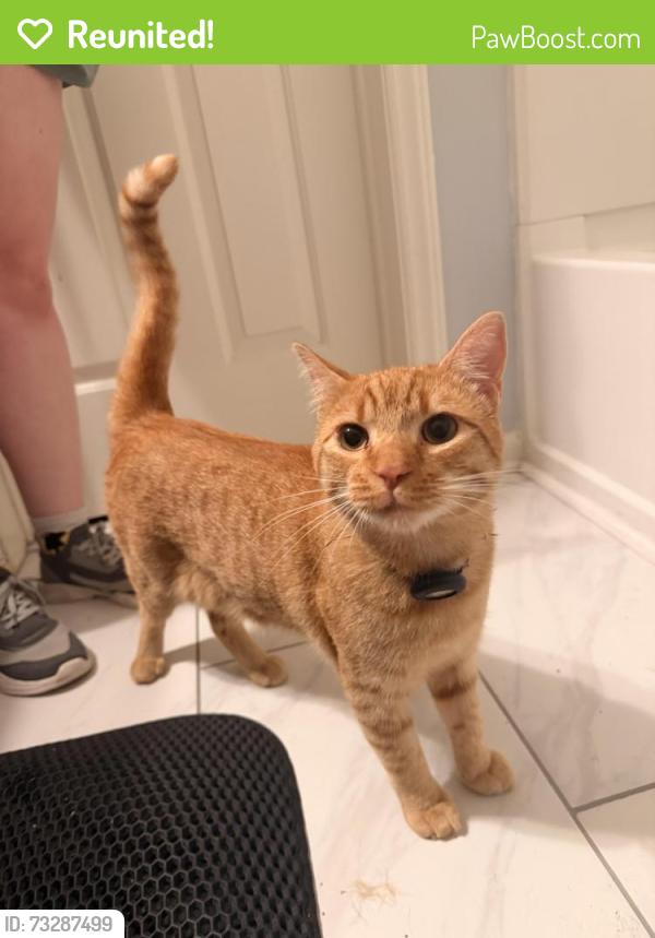 Reunited Male Cat last seen Tryon Rd and Avent Ferry. University Woods complex, Raleigh, NC 27603