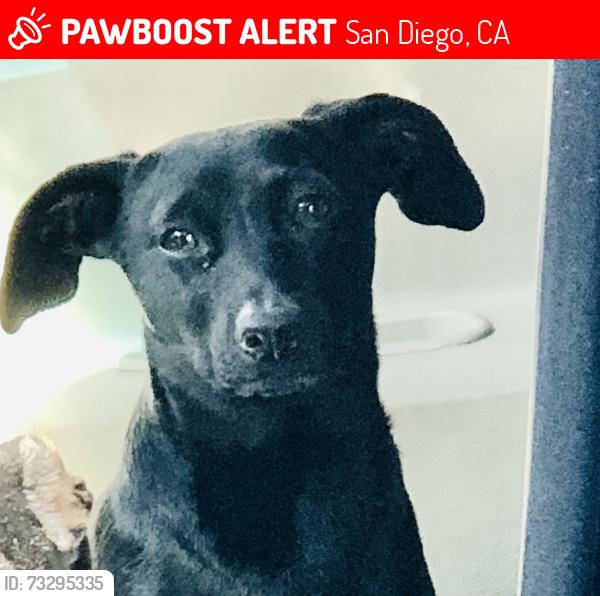 Lost Male Dog last seen Dorothy petway neighborhood park, San Diego, CA 92113