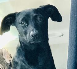 Lost Male Dog last seen Dorothy petway neighborhood park, San Diego, CA 92113