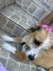 Reunited Unknown Dog last seen Vermont and Adams, Los Angeles, CA 90007