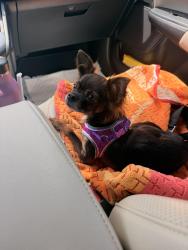 Found/Stray Female Dog last seen Nw 36th street and 12th avenue, Miami, FL 33127