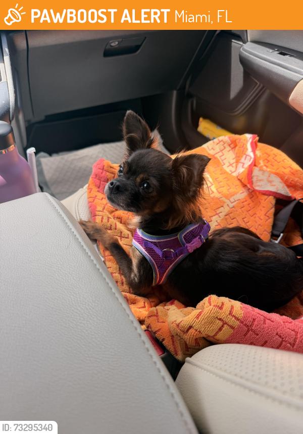 Found/Stray Female Dog last seen Nw 36th street and 12th avenue, Miami, FL 33127