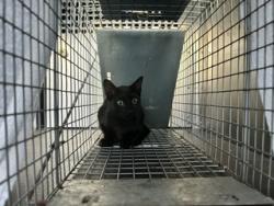 Shelter Stray Male Cat last seen CAMDEN LN, 8311 Freedom Dr, Pearland, TX 77581, USA