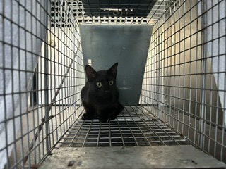 Shelter Stray Male Cat last seen CAMDEN LN, 8311 Freedom Dr, Pearland, TX 77581, USA