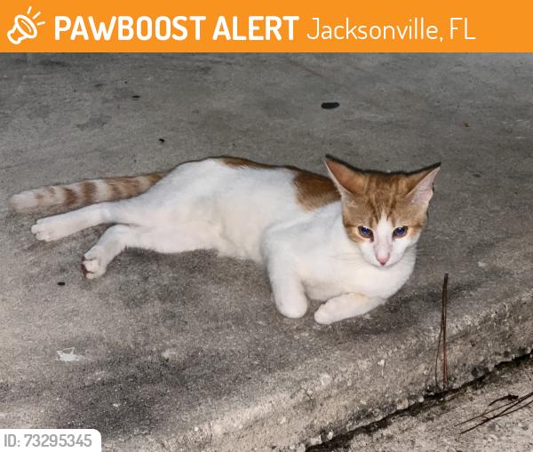 Found/Stray Unknown Cat last seen Near Buddhist temple 32207, Jacksonville, FL 32207