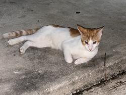 Found/Stray Unknown Cat last seen Near Buddhist temple 32207, Jacksonville, FL 32207