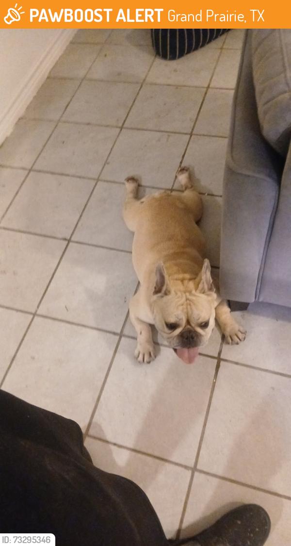 Found/Stray Male Dog last seen Grand Prairie, Grand Prairie, TX 75050