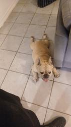Found/Stray Male Dog last seen Grand Prairie, Grand Prairie, TX 75050