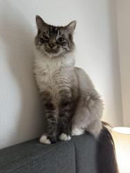 Lost Female Cat last seen Bitterroot apmts, Liberty Lake, WA 99019