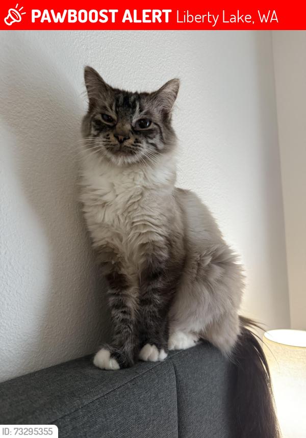 Lost Female Cat last seen Bitterroot apmts, Liberty Lake, WA 99019
