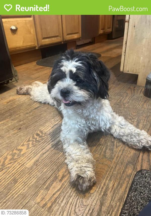 Reunited Female Dog last seen South Ocean Ave, Patchogue, NY 11772