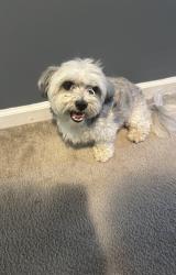 Reunited Male Dog last seen Hollow Creek Rd, Lexington, KY 40511