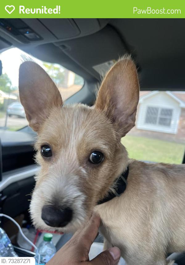 Reunited Male Dog last seen Antoine and arncliffe, Houston, TX 77088