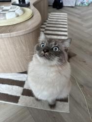 Reunited Male Cat last seen New grove gardens, Cambuslang, Scotland G72 7LZ