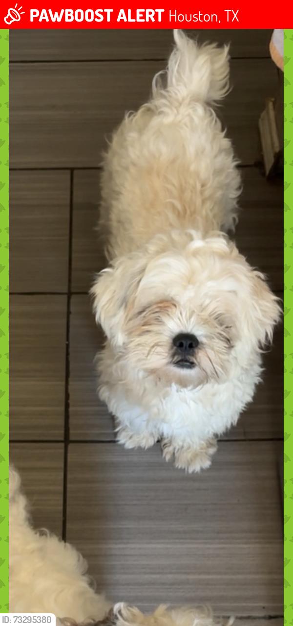 Lost Male Dog last seen harvest bend, Houston, TX 77064