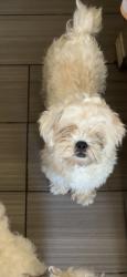 Lost Male Dog last seen harvest bend, Houston, TX 77064