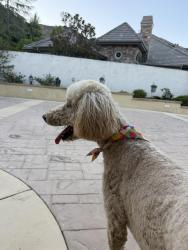 Reunited Female Dog last seen Bear creek south, Murrieta, CA 92562