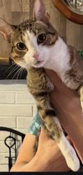 Reunited Male Cat last seen COBB street, Rockaway, NJ 07866