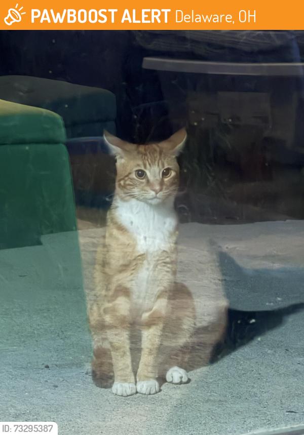 Found/Stray Male Cat last seen Schultz elementary, Delaware, OH 43015