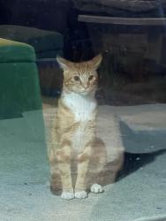 Found/Stray Male Cat last seen Schultz elementary, Delaware, OH 43015
