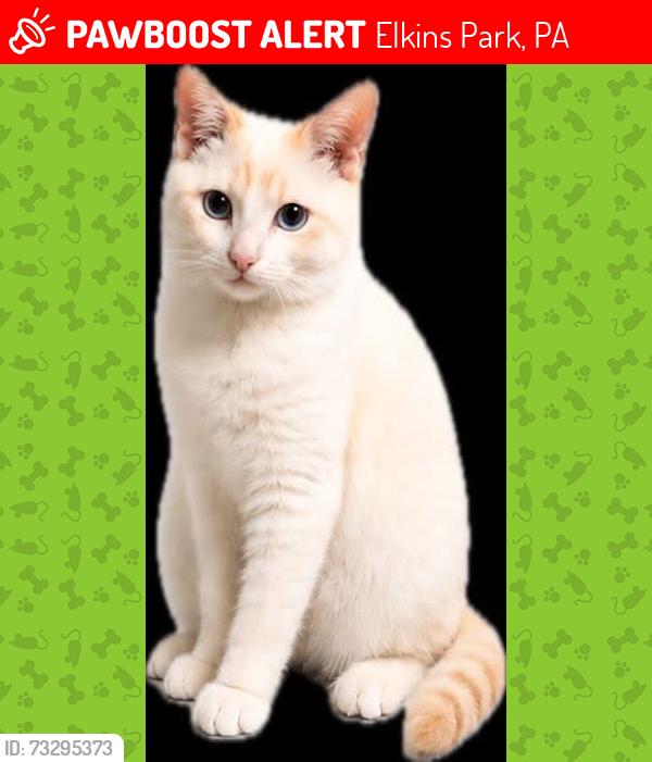 Lost Male Cat last seen twp Line Rd. Next to Moss Rehab Center, Elkins Park, PA 19027