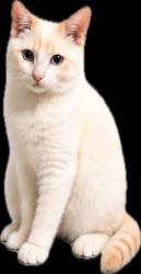 Lost Male Cat last seen twp Line Rd. Next to Moss Rehab Center, Elkins Park, PA 19027