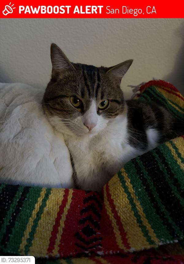 Lost Male Cat last seen Spinnaker Point, San Diego, CA 92154