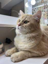 Reunited Male Cat last seen A.h.p matthew elementary school, Surrey, BC 