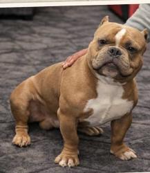 Reunited Male Dog last seen Sheldon north and Calvine, Elk Grove, CA 95624