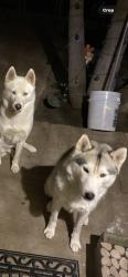 Reunited Female Dog last seen Near Goodyear St, San Diego, CA 92113, USA, San Diego, CA 92113