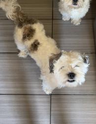 Lost Male Dog last seen harvest bend, Houston, TX 77064