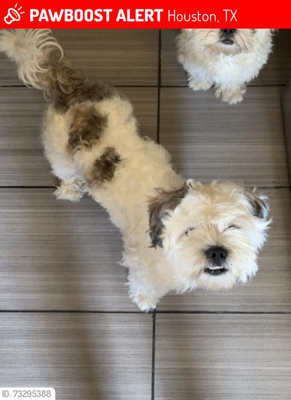 Lost Male Dog last seen harvest bend, Houston, TX 77064