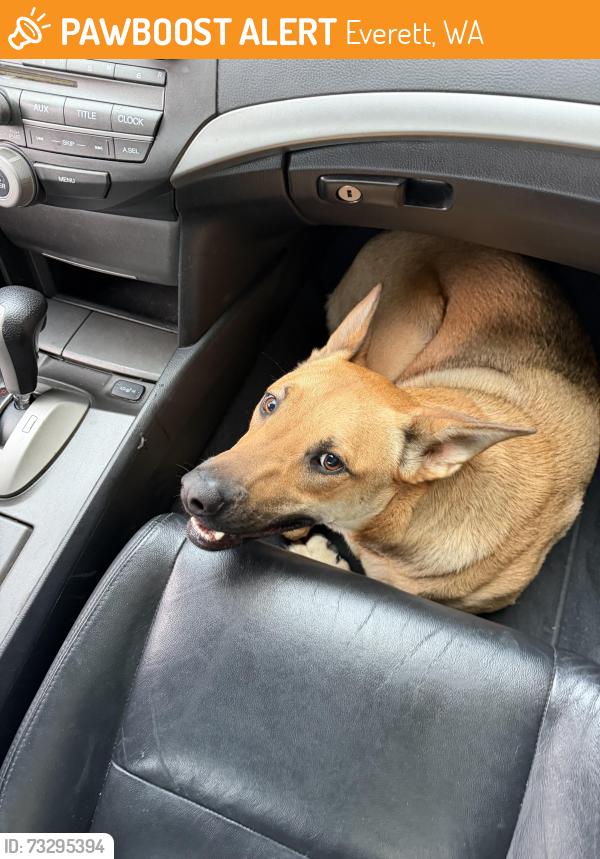Found/Stray Female Dog last seen Oakes and 23rd, Everett, WA 98201