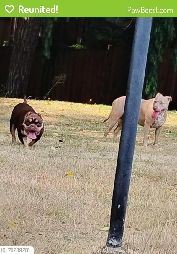 Reunited Unknown Dog last seen By the car rental enterprise, Lacey, WA 98503