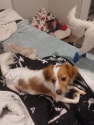 Reunited Male Dog last seen Between center and d st and off of park, Salem, OR 97301
